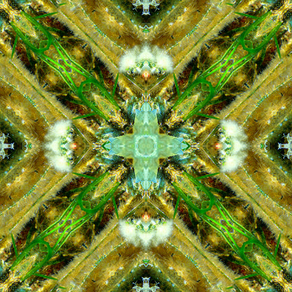 Marine Melodies