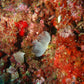 Biogenic Reef